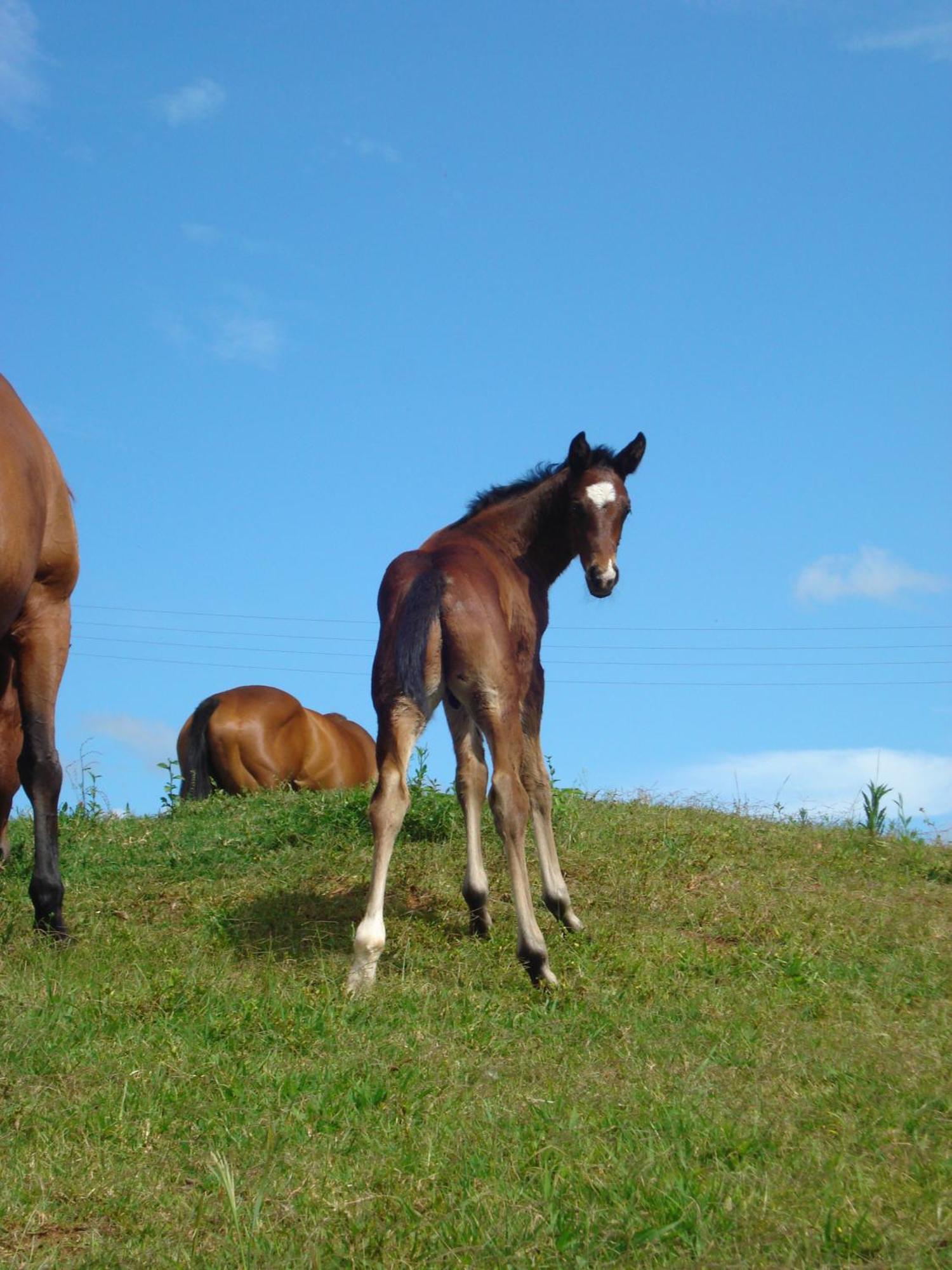 Cbr Equine Cottage Amamoor Buitenkant foto